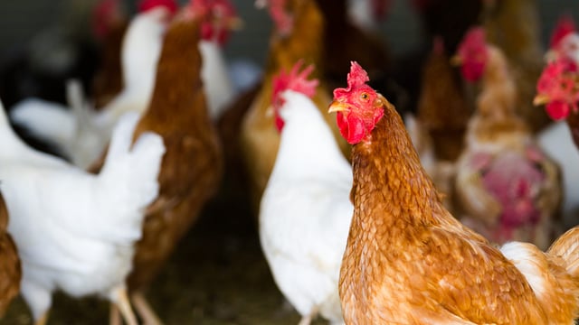 EU and China ban chicken imports from Brazil after bird flu case