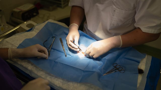 Irish vets to be allowed work in Australasia under new deal