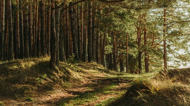 Payments of Forestry Environmental Report Grant announced