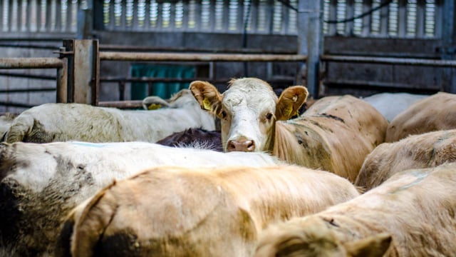 Advice on avoiding TB when buying cattle from other farms