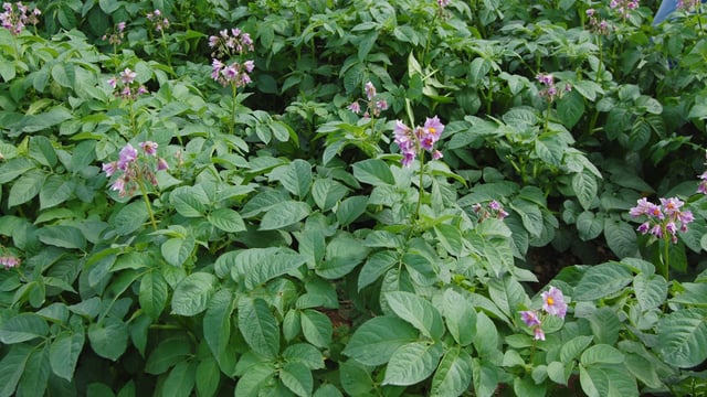 Certified seed potato imports from Scotland to be allowed into EU