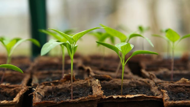 Six community groups crowned 'Get Ireland Growing' champions