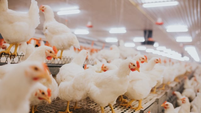 Chicken products recalled due to incorrect cooking instructions