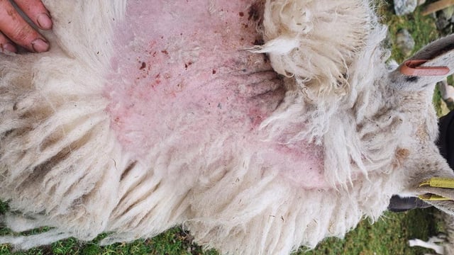 New campaign to drive down sheep scab infestations