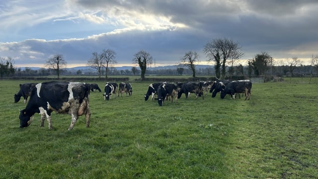 Grass growth and grass covers improve with heat in the ground