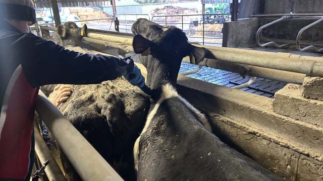 UCD research could reveal why some TB animals go undetected