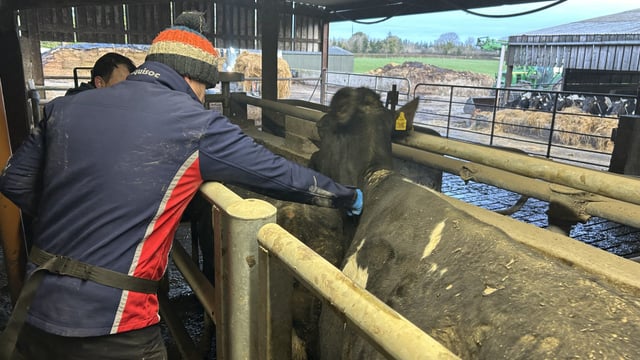 DAFM officials to go before Oireachtas agri committee as TB rates increase