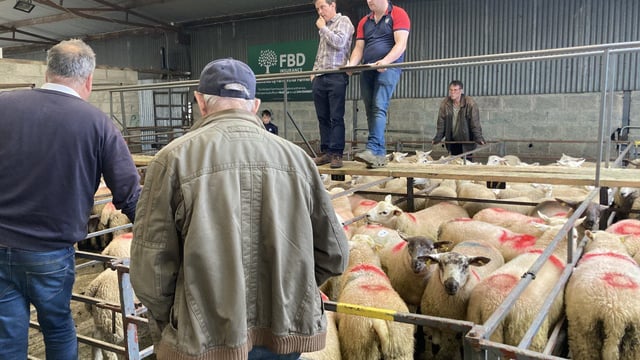 Pics and prices: Heavy lambs fall back to €150/head at Delvin