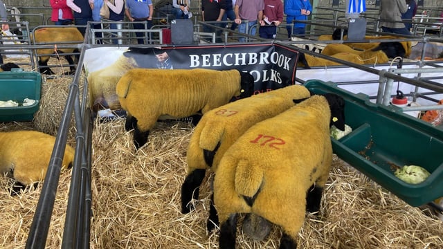 Video: €5,200 tops the trade at Suffolk premier sale at Blessington