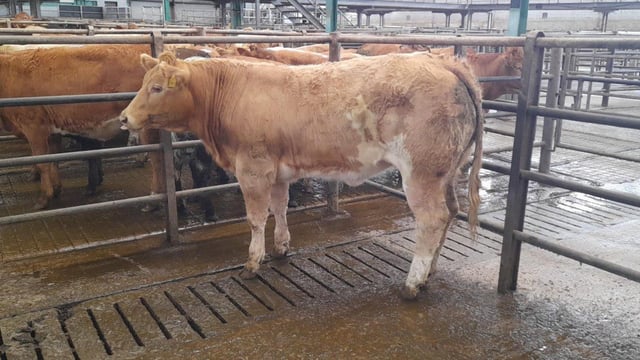450kg Charolais-cross heifer hits €3,200 (€7.11/kg) at Ennis Mart