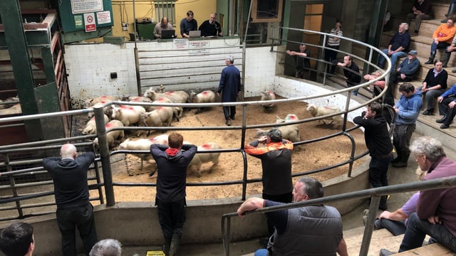 Factory lambs an easier trade at Enniscorthy Mart