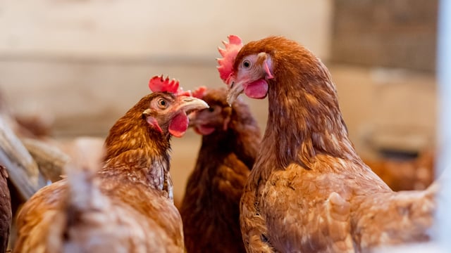 NI poultry sector 'worried' amid bird flu outbreaks - cllr