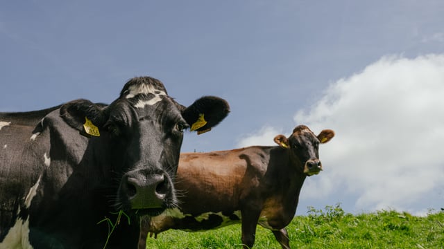 Quality Milk Awards series: Producing 1,319,451L of milk in Offaly