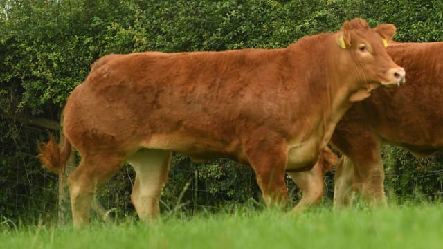 Ampertaine heifers take top prices at Ballymena Limousin sale