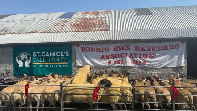 Borris Ewe Breeders' sale hits a high of €315 for hoggets