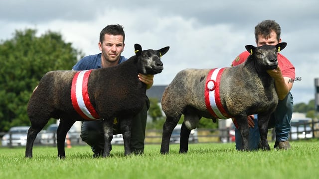 Blue Texel premier show and sale set for this Saturday