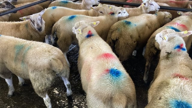 Sheep trade update: Base prices take a hit of 10-20c/kg