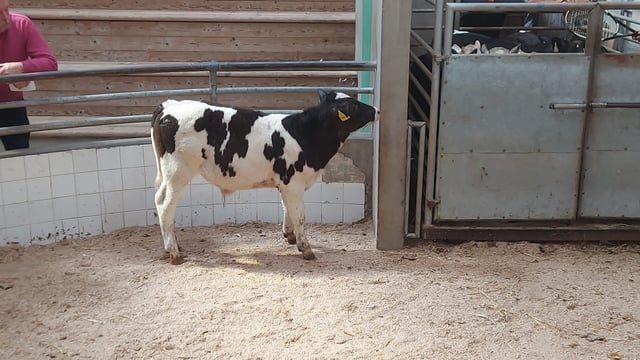 Positive calf trade at Enniscorthy Mart