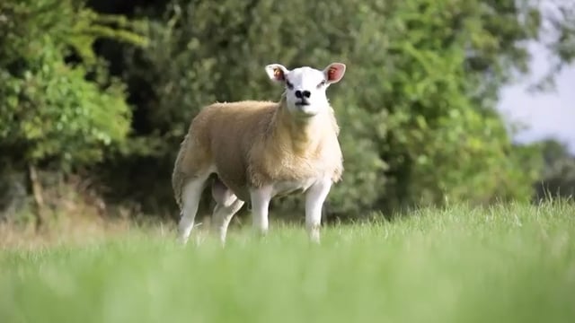 Sheep Ireland set for its biggest-ever sale on Saturday