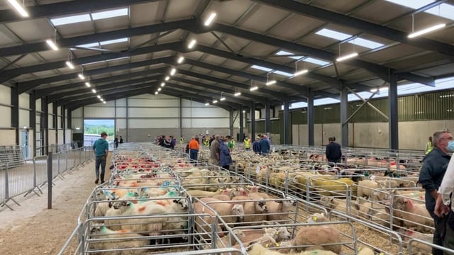 Carrick Prolific Ewe Lamb Breeders’ sale to offer 700 lambs