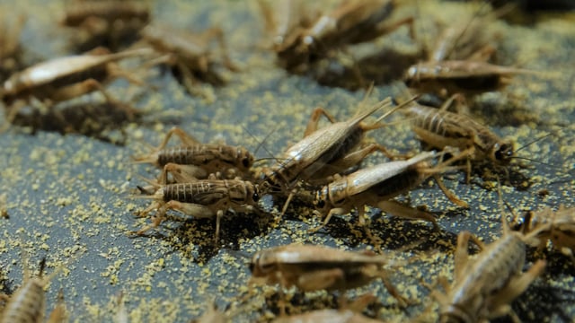A climate for crickets - Irish company paves the way for new protein source