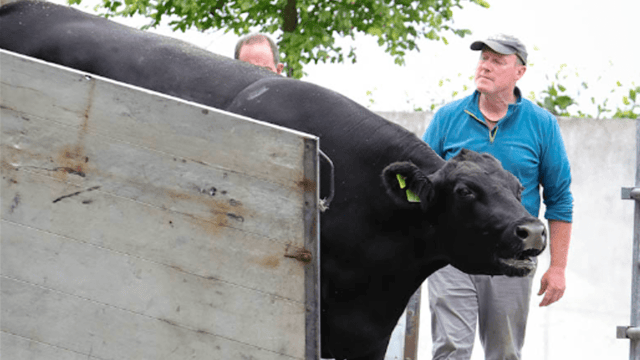 Gigginstown House welcomes 21 champion Angus cattle