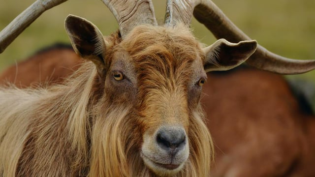 DAFM contacted over 175 times on Puck Fair goat welfare