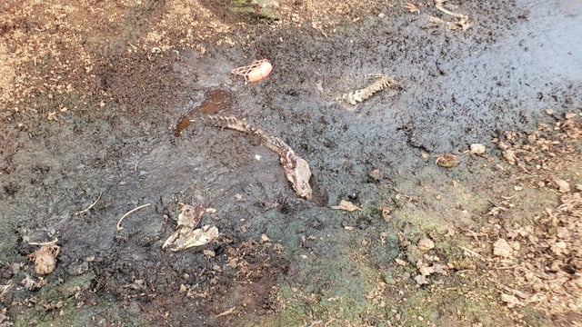 Call for investigation after greyhound remains found in bog