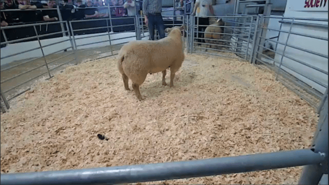 Video: Big Boy Ram Sale tops €2,000