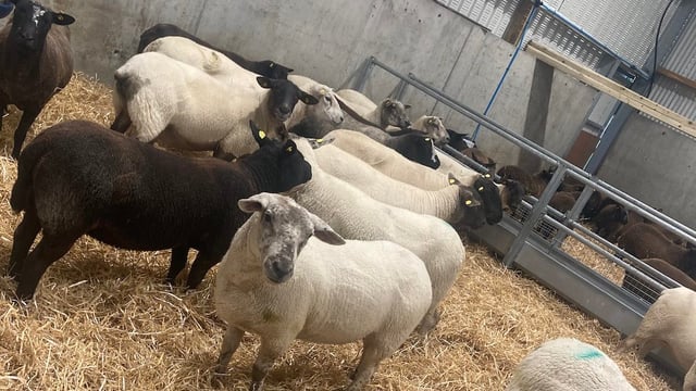 Upheaval impacting on farmers' health