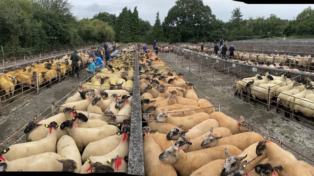 Borris Ewe Breeders 59th annual show and sale next Saturday