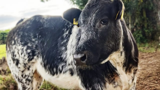 Belgian Blue fundraiser sees farmers fight for 'Johnny's girls'