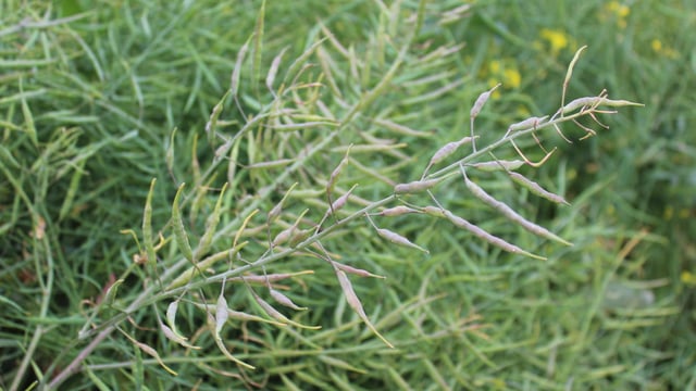 Tillage: Disease control in winter oilseed rape