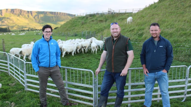 Sheep Ireland – sustainable genetic gain