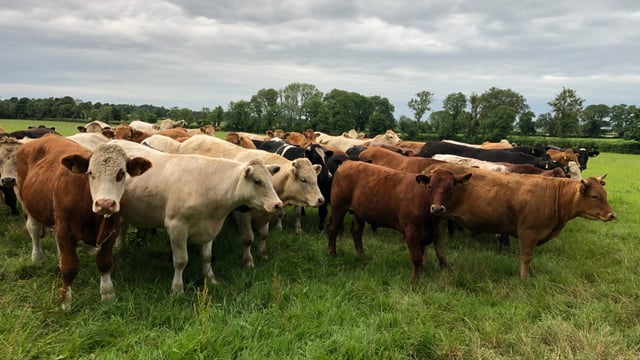 Factory quotes: Positive sign for cattle price