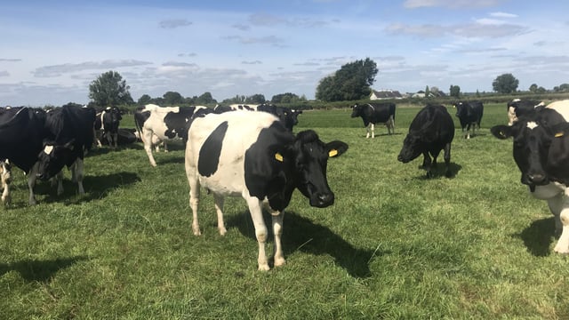 Dairy Focus: A return to cows in Co. Tipperary