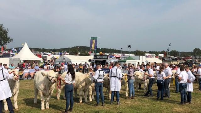 Pictures: Sunshine, cattle and crowds at Tullamore Show
