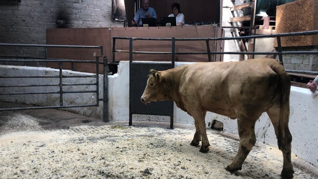 Pics and prices: Organic cattle sale at Cootehill Mart