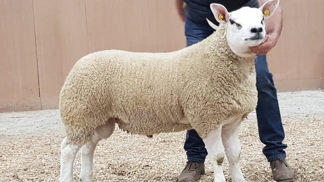 155 lots set for Friday's Big Boy Ram Sale