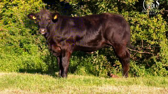 Online sale of commercial 'show heifers' this evening