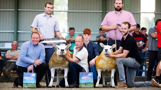Trade as hot as the weather at Irish Texel premier sale