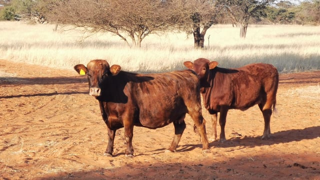 Funding for Irish agri-food businesses in African development programme