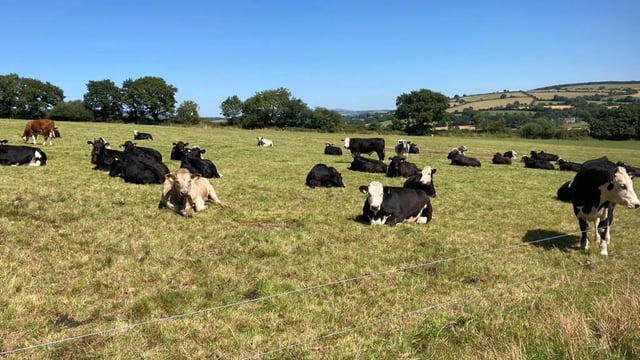 ABP Demo Farm: Planning grass in prolonged dry spell