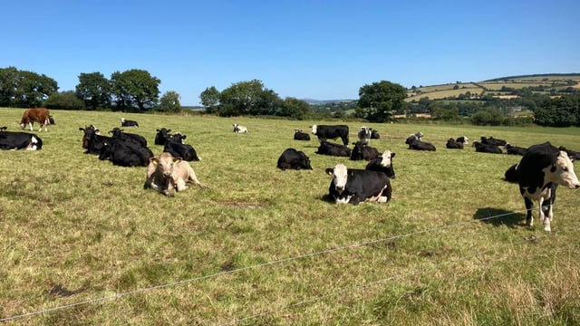 ABP Demo Farm: 2021-born heifers begin finishing phase