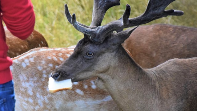24% Phoenix Park deer population 'constantly begging for food' - UCD study