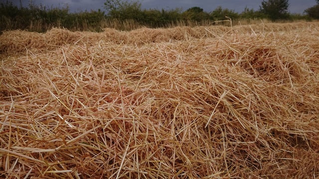 Pink straw – could your eyes be deceiving you?