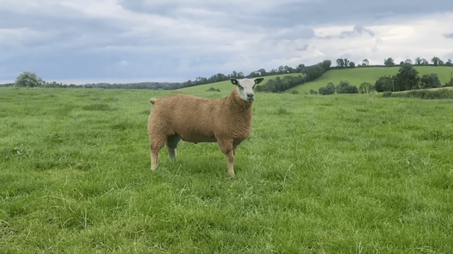 Video: Cavan breeder takes top price at Charollais sale