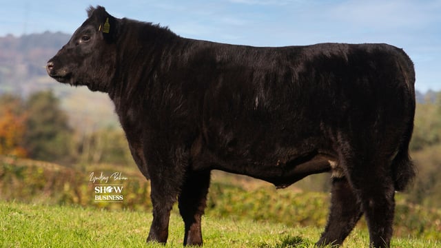 Entries open for Angus calf show with €10,000 prize fund