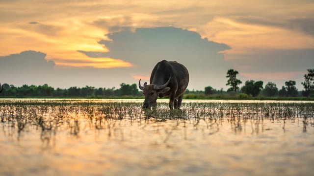 Man contracted brucellosis after handling buffalo on trip to India