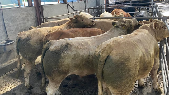 MII report: Beef factories to back farmers to cut GHGs